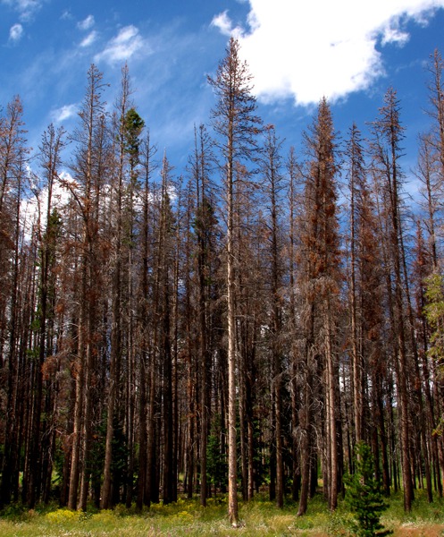 Pine Beetle Brownout at Campground Near Encampment WY