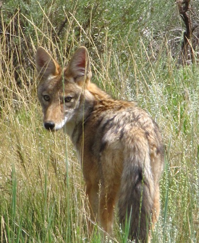 Coyote (Canis latrans) in Black Canyon of the Gunnison National Park CO