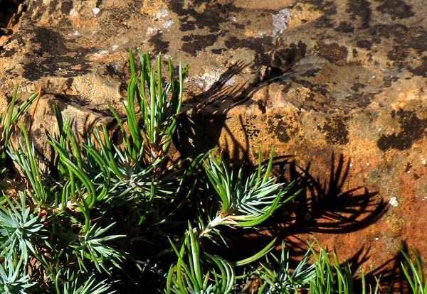 Evergreen Out of Stone in Black Canyon of the Gunnison National Park CO