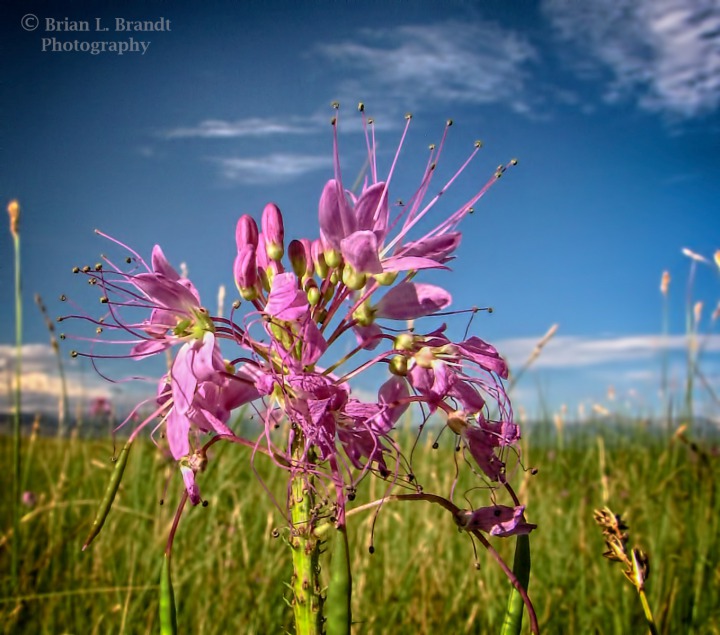 Rocky Mountain Bee Plant (Cleome serrulataon) at the Russell Lakes State Wildlife Refuge