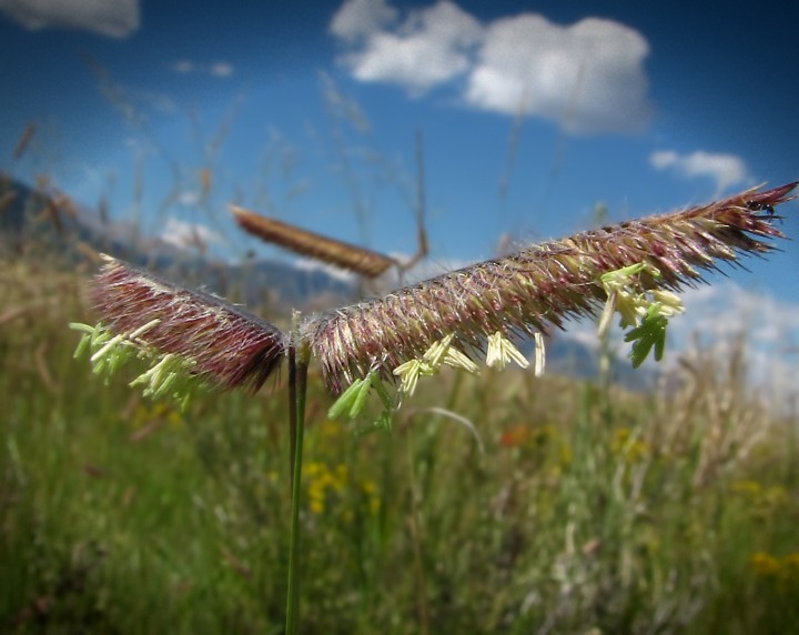 Grama Grass (Bouteloua gracilis) in Bloom on Grassland Foothills