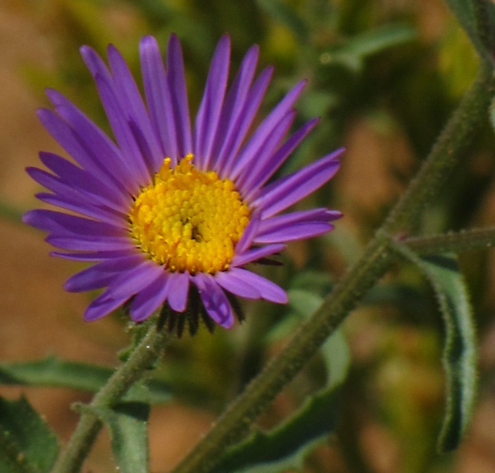Hoary Aster (Dieteria canescens) 