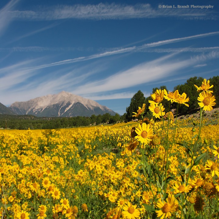 Sunflower Field and a Collegiate Peak