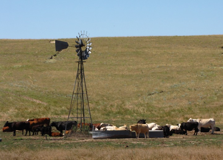 Cows Around a Windmill-Fed Water Tank