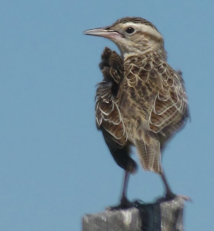 Another Young Western Meadowlark (Sturnella neglecta) on a Post