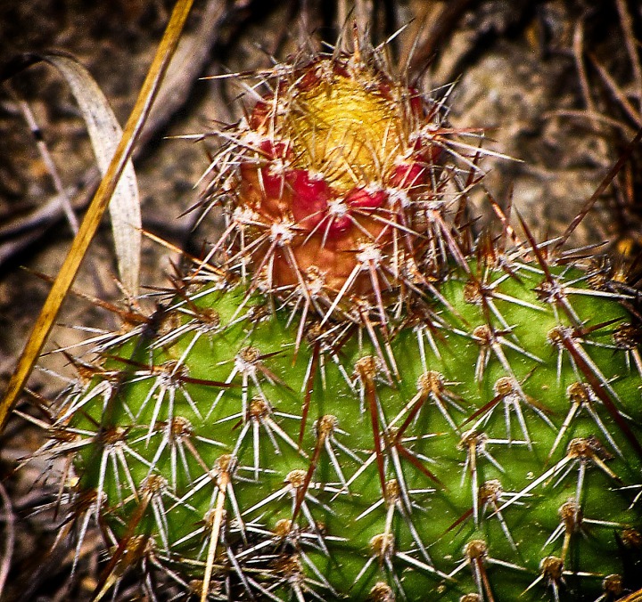 Prickly Pear Cactus (Opuntia Polyacantha) with Late Summer Fruit