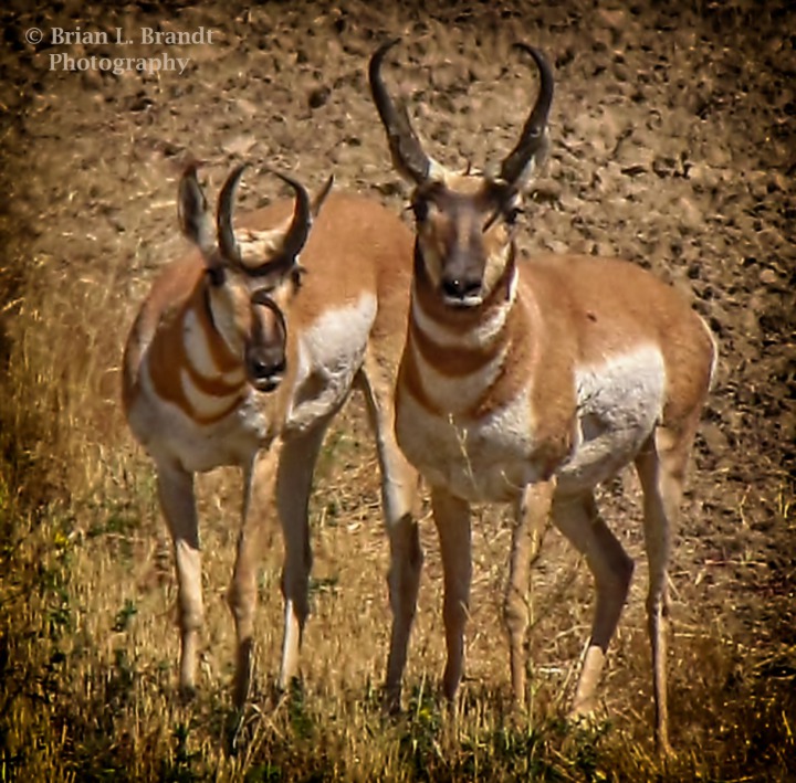 Dubious Pronghorn (Antilocapra americana) Bucks