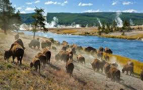 Yellowstone cow herd.
